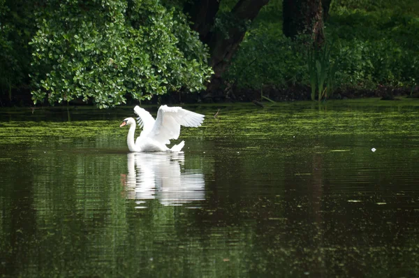 Cisne navegando en el lago en un bosque — Foto de Stock