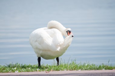 Tek Beyaz Kuğu Gölü kıyısında