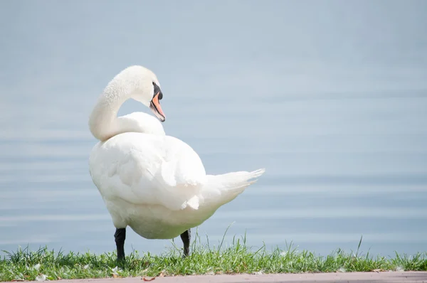 単一の白い白鳥湖のほとり — ストック写真