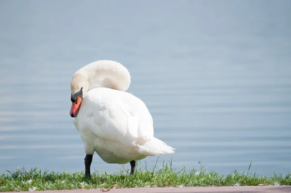 単一の白い白鳥湖のほとり — ストック写真