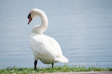 Tek Beyaz Kuğu Gölü kıyısında