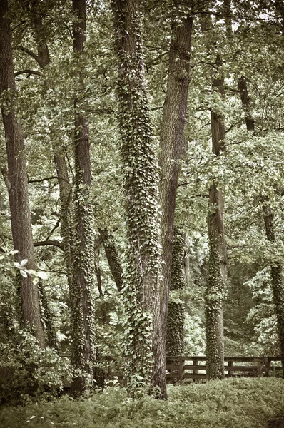 Big trees in the forest — Stock Photo, Image