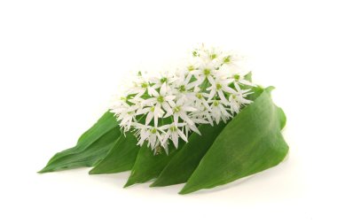 Wild garlic clipart