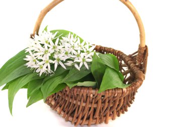 Wild garlic clipart