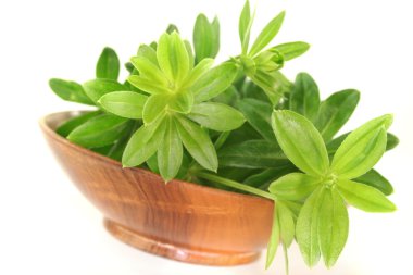 Sweet woodruff clipart