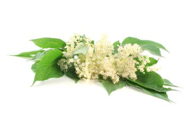 Elderflower