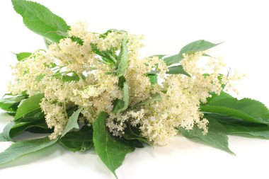 Elderflower