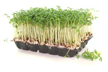 Cress clipart