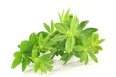 Sweet woodruff clipart