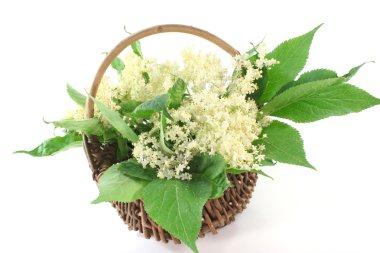 Elderflower