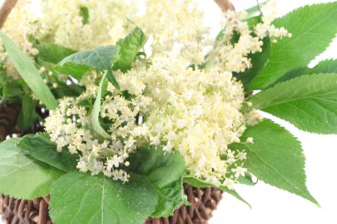 Elderflower clipart