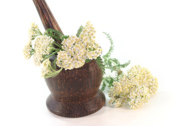 Yarrow clipart