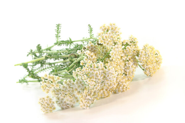 Yarrow