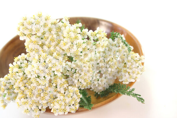 Yarrow