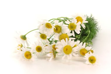 Fresh camomile flowers clipart
