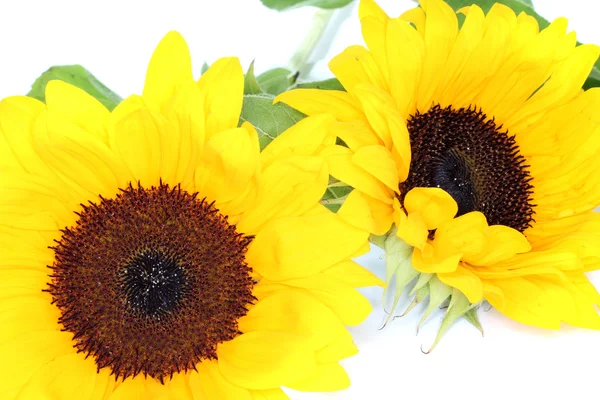 stock image Sunflowers