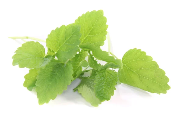 stock image Lemon balm