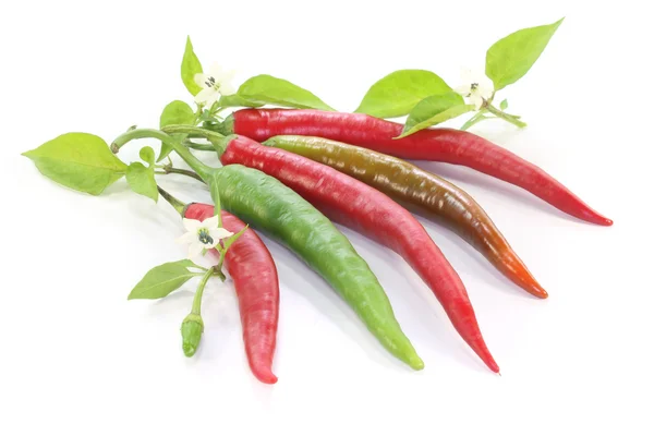 Stock image Chilis