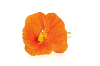 Nasturtium