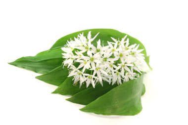 Wild garlic clipart