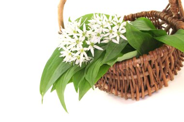 Wild garlic clipart