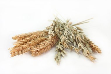 Wheat and oats clipart