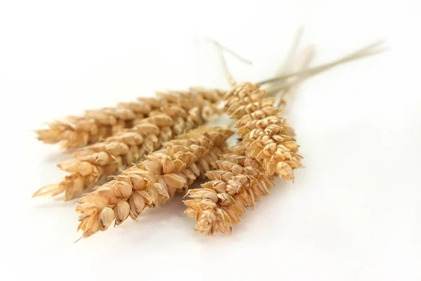 stock image Wheat