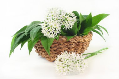 Wild garlic clipart