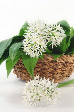 Wild garlic clipart