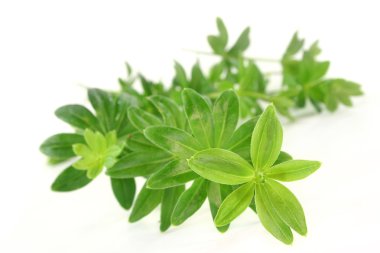 Sweet woodruff clipart