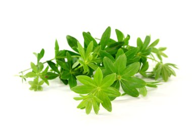 Sweet Woodruff clipart