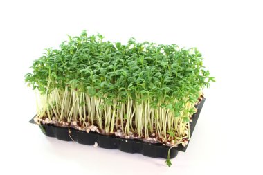 Cress clipart