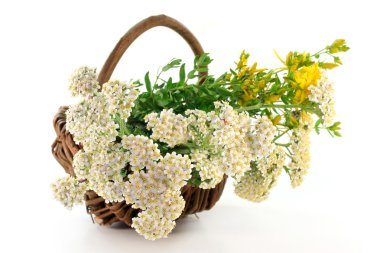 Yarrow and St. John's Wort clipart