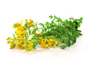 St. John's wort clipart