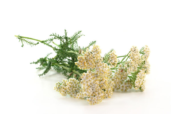 Yarrow