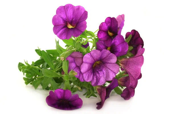 Stock image Petunia