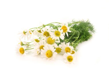 Chamomile clipart