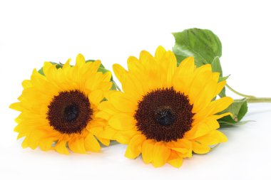 Sunflower clipart