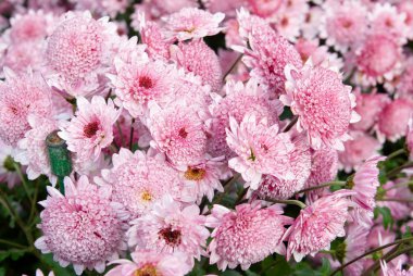 Sweet pink chrysanthemums. clipart