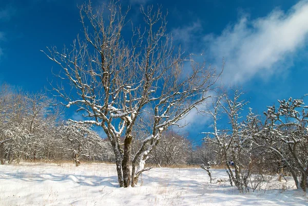 Kış buzlu orman — Stok fotoğraf