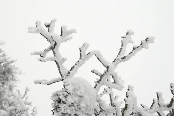 Branche couverte de glace — Photo