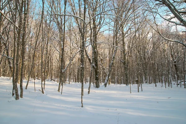 冬の氷の森 — ストック写真