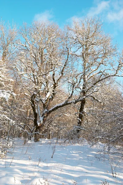 Χειμώνα παγωμένη δάσος — Φωτογραφία Αρχείου