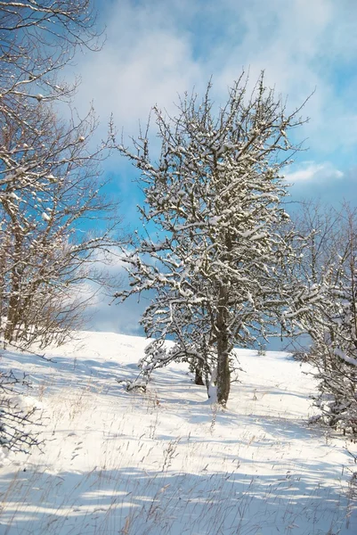 Floresta gelada de inverno — Fotografia de Stock