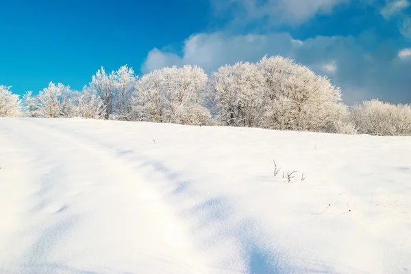 Ijzige winter forest — Stockfoto
