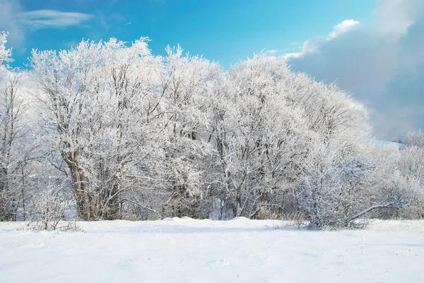 Invierno bosque helado — Foto de Stock
