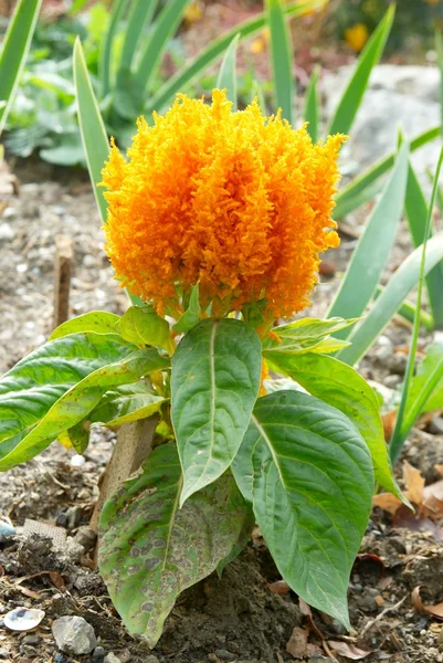 Flor de laranja no jardim. — Fotografia de Stock