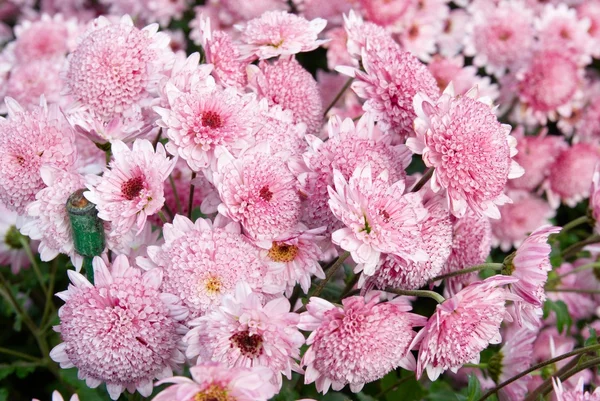 Сладкие розовые хризантемы . — стоковое фото