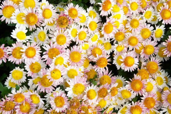Sweet yellow-pink chrysanthemums. — Stock Photo, Image
