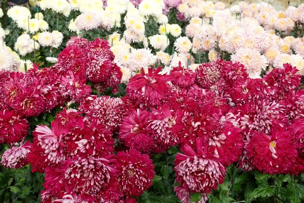 Campo di crisantemi rosa scuro e bianchi . — Foto Stock